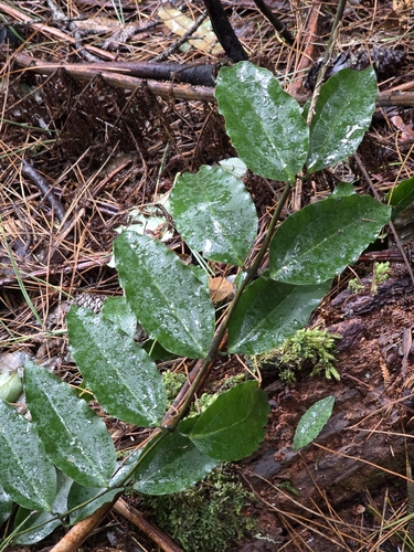 Ripogonum scandens, photograph 5