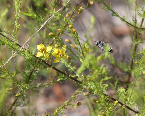 Megachile georgica