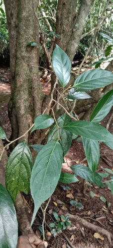Hydnocarpus observed 2026-09-03