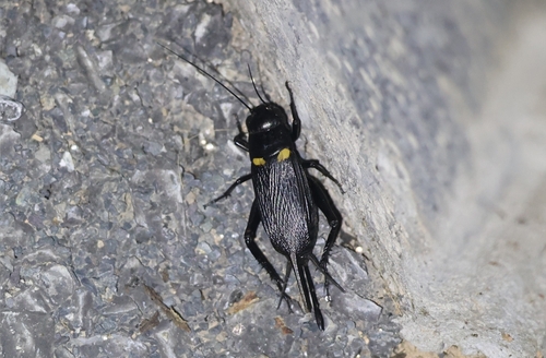 Southern Field Cricket