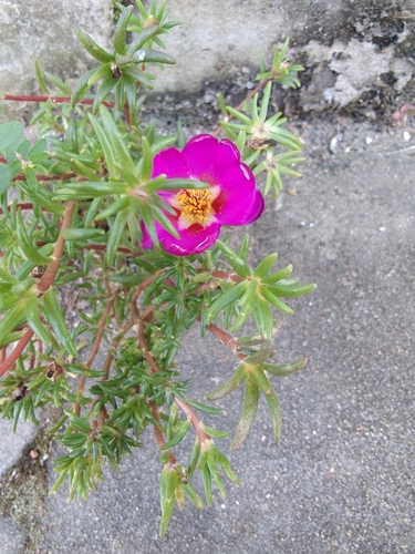 moss rose