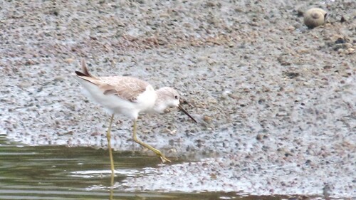 iNaturalist image
