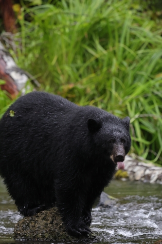 Black Bear sighting near Campbell River