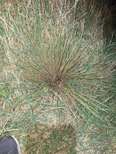 Aciphylla subflabellata, photograph 3