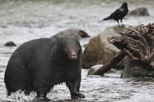 Black Bear sighting near Campbell River