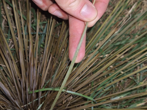 Aciphylla subflabellata, photograph 4
