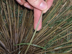 Aciphylla subflabellata, photograph (c) Oscar Dove, some rights reserved (CC BY)