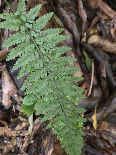 Asplenium bulbiferum, photograph 6
