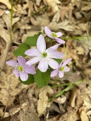 Thalictrum thalictroides