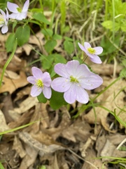 Thalictrum thalictroides