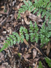 author not stated, no rights reserved Lindsaea trichomanoides, photograph author not stated, no rights reserved
