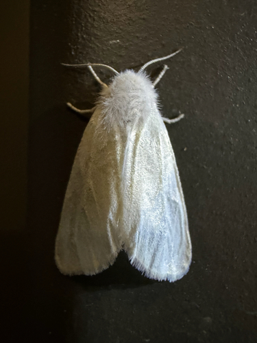 Fall Webworm Moth
