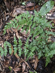 author not stated, no rights reserved Lindsaea trichomanoides, photograph author not stated, no rights reserved