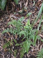 Lindsaea trichomanoides, photograph author not stated, no rights reserved