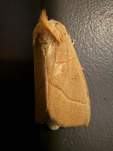 White-dotted Prominent
