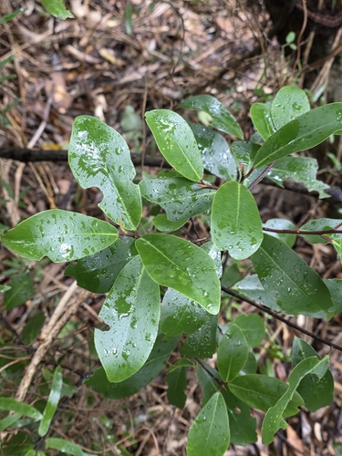 Pseudowintera axillaris, photograph 3
