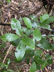 Pseudowintera axillaris, photograph author not stated, no rights reserved