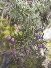 Cyathodes glauca