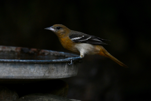 Baltimore Oriole