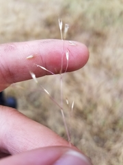 Deschampsia danthonioides