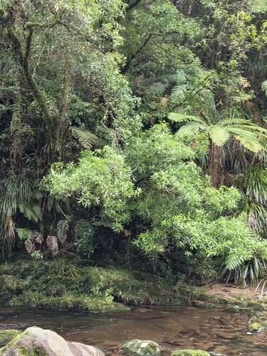 Ixerba brexioides