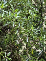 Ixerba brexioides, photograph author not stated, no rights reserved