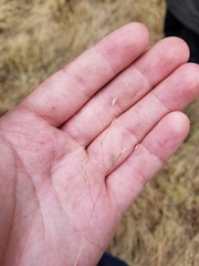 Deschampsia danthonioides