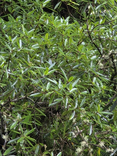 Ixerba brexioides, photograph 3