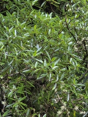 Ixerba brexioides, photograph author not stated, no rights reserved