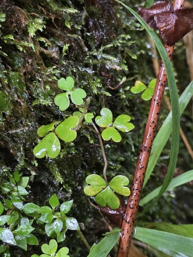 Oxalis magellanica, photograph 1