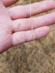 Deschampsia danthonioides