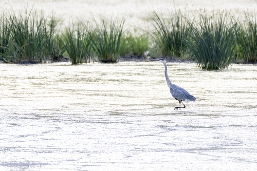 Great Blue Heron