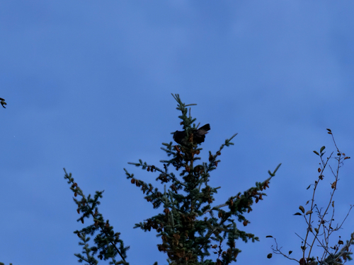 Great Horned Owl