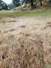 Deschampsia danthonioides