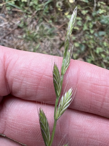Lolium multiflorum, photograph 4