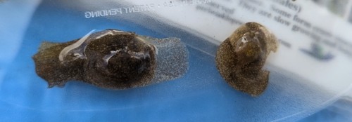 Haminoea vesicula, 2026-08-29