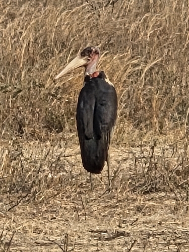iNaturalist image