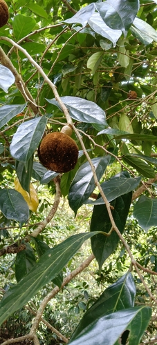 Hydnocarpus observed 2026-09-03