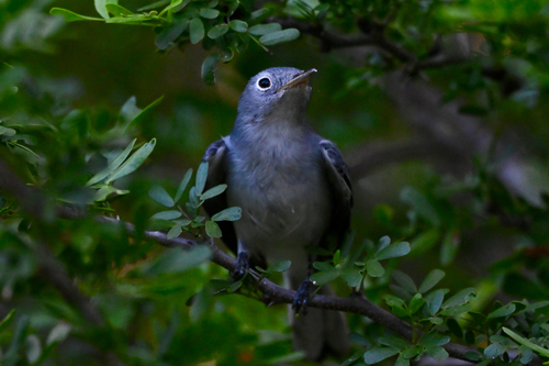 Blue-gray Gnatcatcher