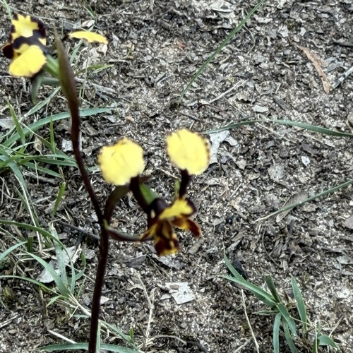 Leopard Orchid