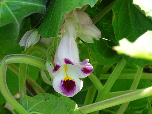 Martynia annua, photograph 2