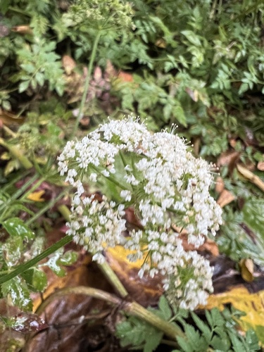 Oenanthe sarmentosa