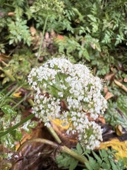 Oenanthe sarmentosa