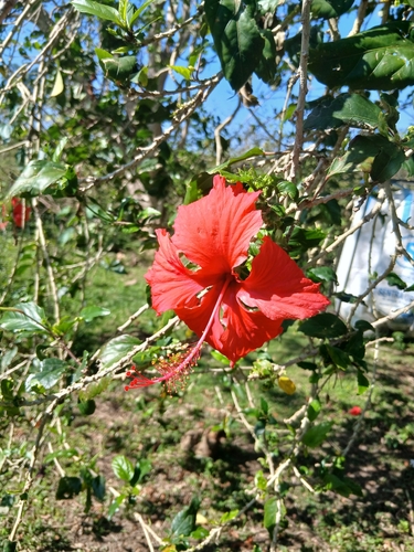 Red Hibiscus