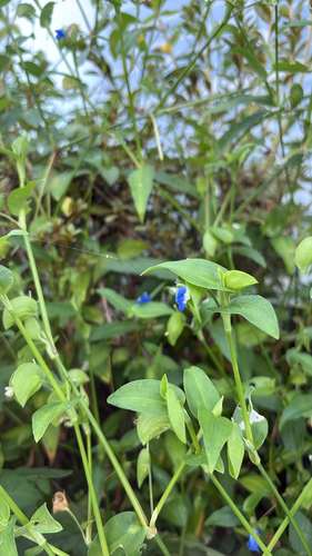 Asiatic dayflower