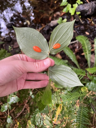 Prosartes smithii, photograph 2