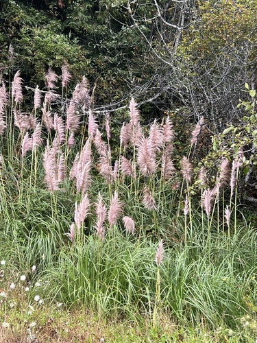 Cortaderia jubata