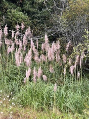 Cortaderia jubata