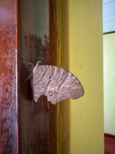 Common Evening Brown