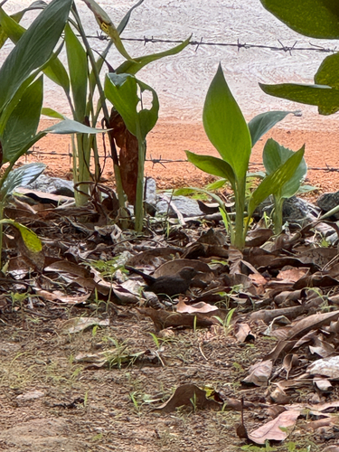 Indian Robin